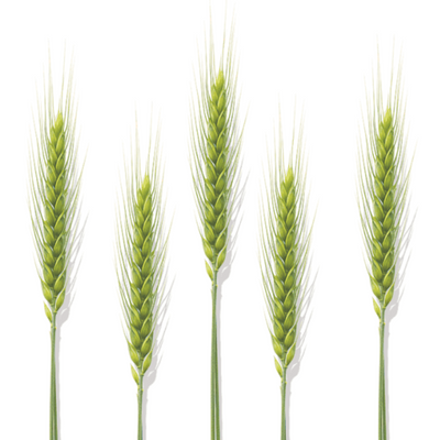 Ingredient